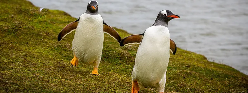 Falkland Islands