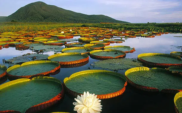 Images of Manaus