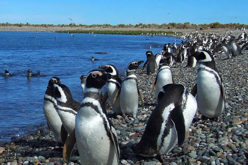 Puerto Madryn