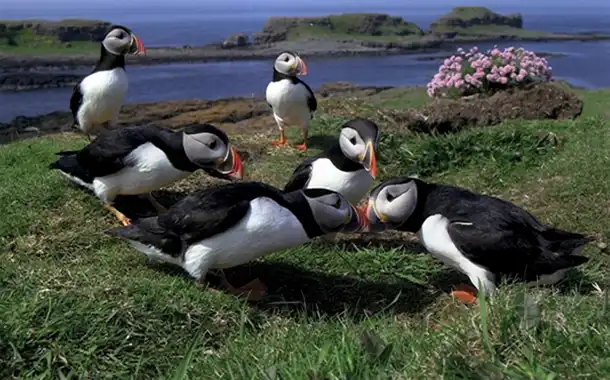 Treshnish Isles